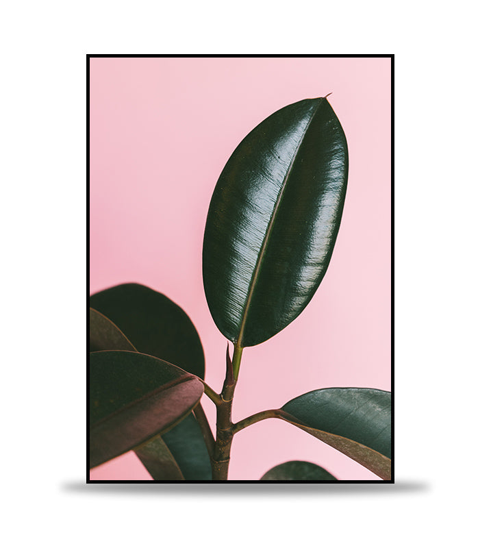 Green leaf pink wall