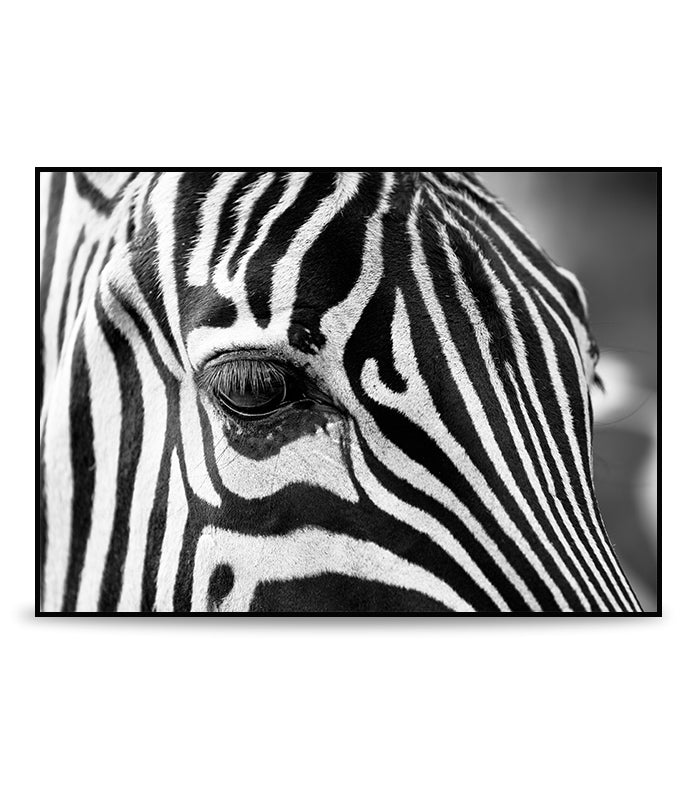 Eye of the Zebra