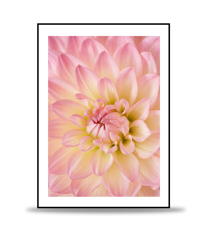 Pink dahlia