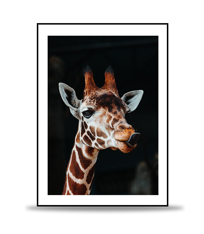 Giraffe tounge out