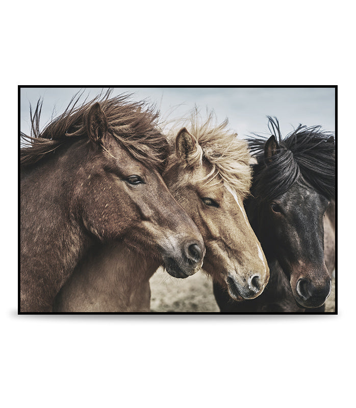 Three horses