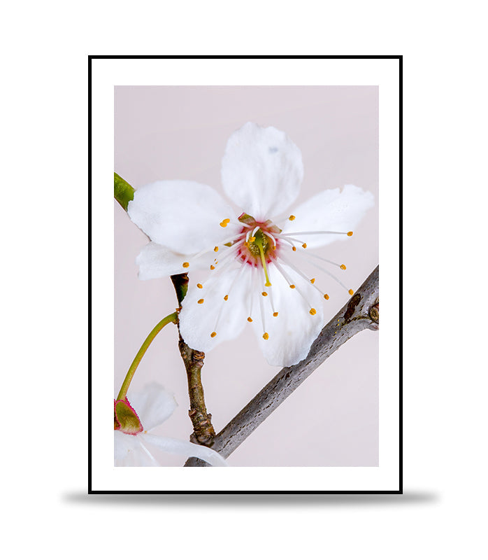 Dusty flower Poster