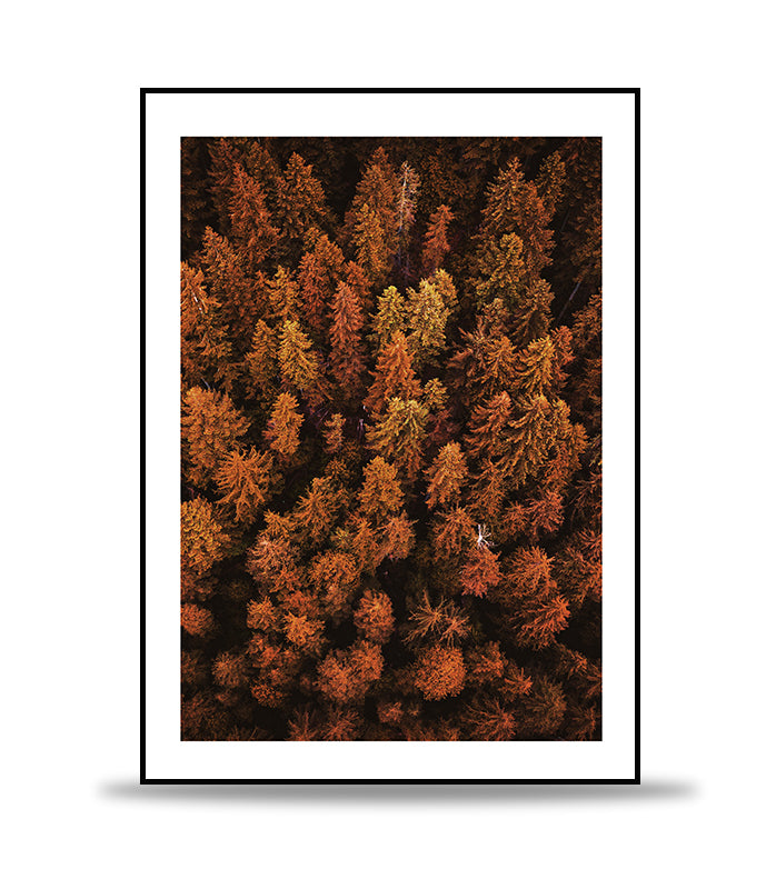 Orange treetops