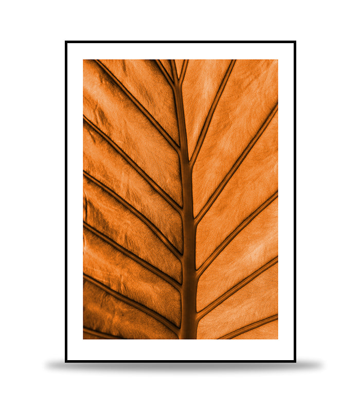 Leaf of the fall