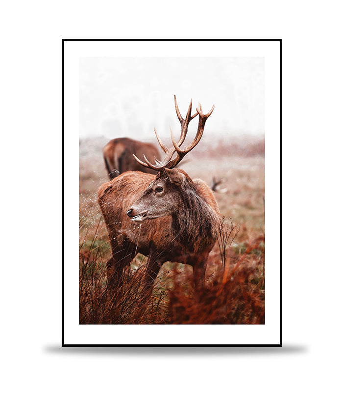 Deer with brown surroundings