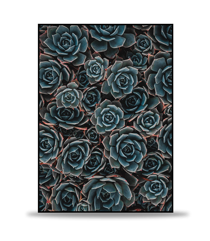 Blue roses