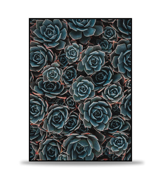 Blue roses