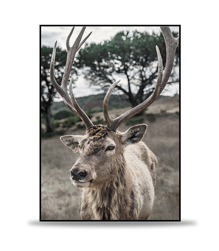 King of the forest