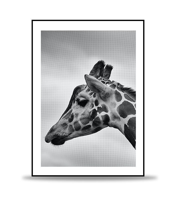 Portrait of a giraffe seen sideways