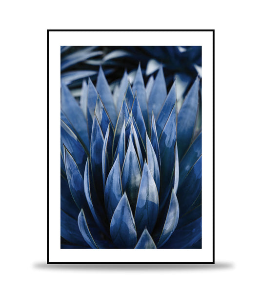 Blue Agave